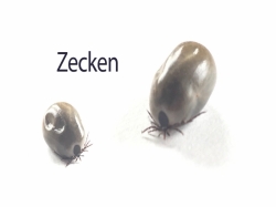 Zecken Vollgesaugt